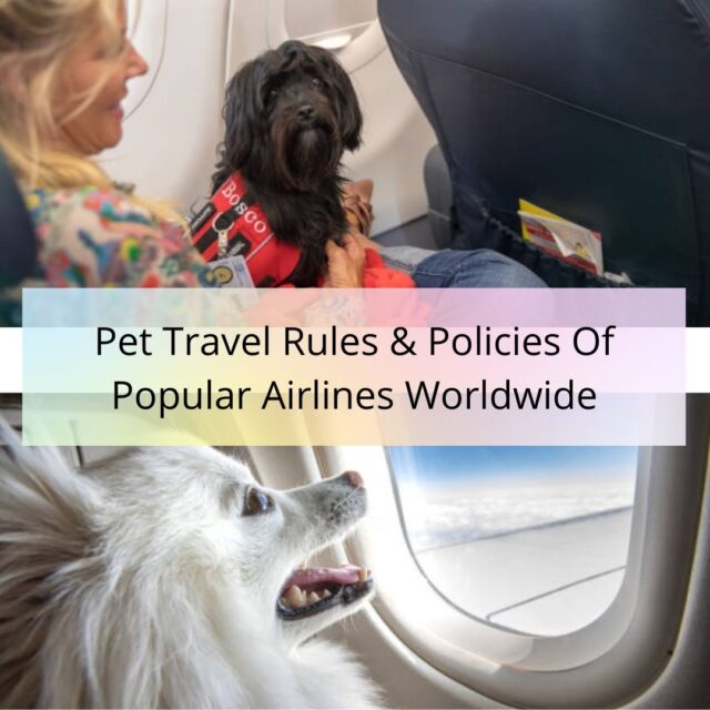 pet airline travel requirements